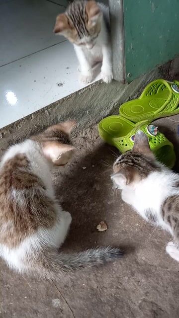 Mèo con Trắng vằn nâu 4 bé đã biết ăn. Mua bán Mèo tại Huyện Bình Chánh Tp Hồ Chí Minh được đăng bởi Diệu lê  hình 1