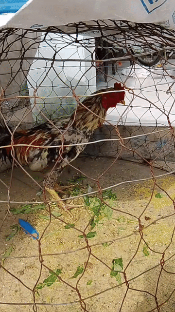 gà choi can tl . Mua bán Gà tại Huyện Hóc Môn Tp Hồ Chí Minh được đăng bởi anh khoi hình 1