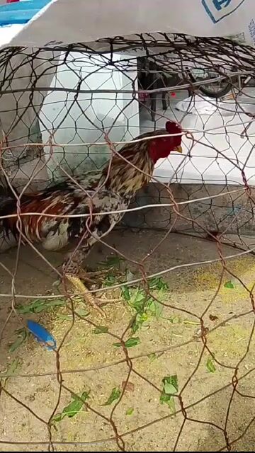 gà choi can tl . Mua bán Gà tại Huyện Hóc Môn Tp Hồ Chí Minh được đăng bởi anh khoi hình 1