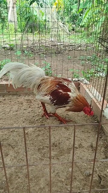 Gà tơ xám đực 2.9 kg. Mua bán Gà tại Huyện Thạnh Phú Bến Tre được đăng bởi long hình 1