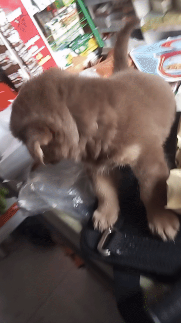 Chó Chân lùn màu Nâu. Mua bán Chó tại Thành phố Thủ Đức Tp Hồ Chí Minh được đăng bởi An Bình hình 1