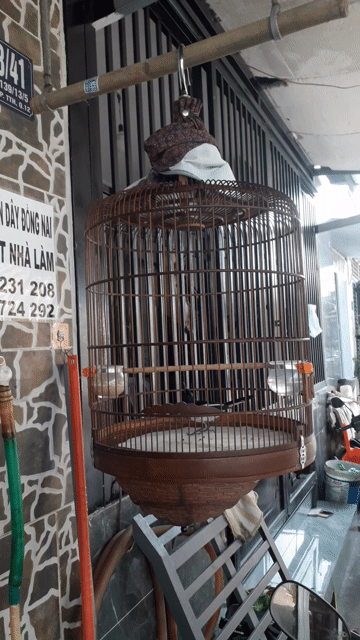 than 2 mùa lổi. Mua bán Chim tại Quận 12 Tp Hồ Chí Minh được đăng bởi hoa my khiếu hình 1
