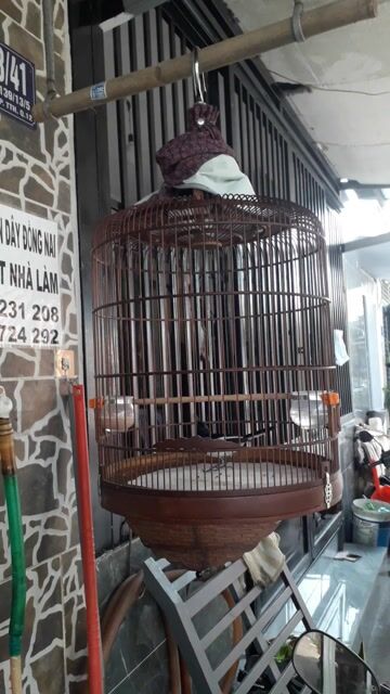 than 2 mùa lổi. Mua bán Chim tại Quận 12 Tp Hồ Chí Minh được đăng bởi hoa my khiếu hình 1