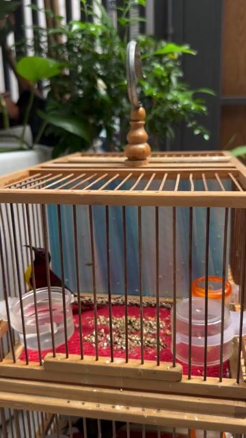 Chim Hút mật Đà Lạt bụng vàng. Mua bán Chim tại Quận Tân Phú Tp Hồ Chí Minh được đăng bởi di tân phú hình 1