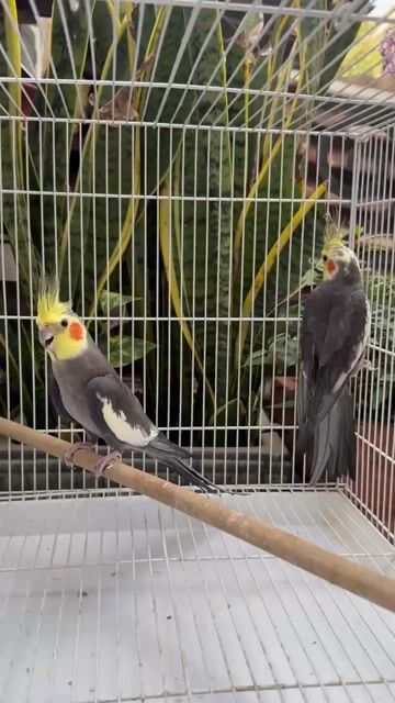 Cặp Chim Cockatiel Xám Vàng 7 8 Tháng. Mua bán Chim tại Thành phố Thủ Đức Tp Hồ Chí Minh được đăng bởi Ngô Kim Thức hình 1