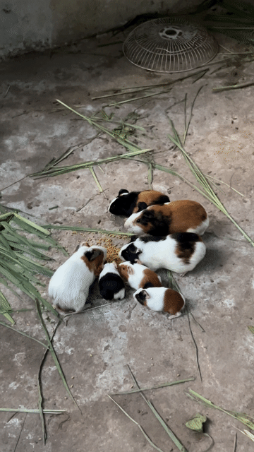 Chuột lang nhiều màu cả hai. Mua bán Thú cưng khác tại Huyện Bàu Bàng Bình Dương được đăng bởi ynnn hình 1