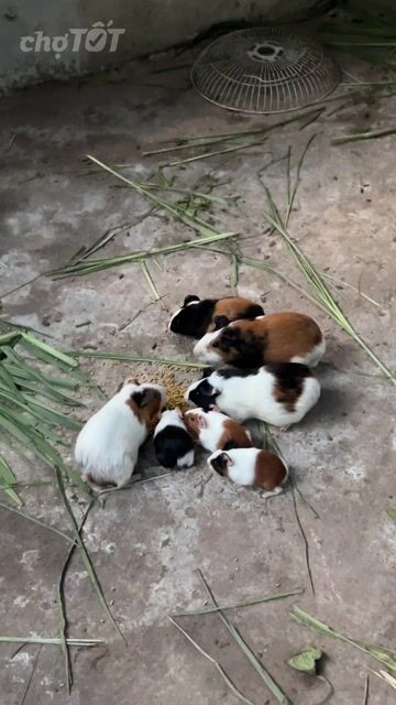 Chuột lang nhiều màu cả hai. Mua bán Thú cưng khác tại Huyện Bàu Bàng Bình Dương được đăng bởi ynnn hình 1