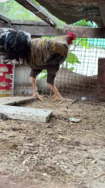 Gà nòi Trắng 2.5kg - 3kg. Mua bán Gà tại Huyện Bình Chánh Tp Hồ Chí Minh được đăng bởi bi hình 1