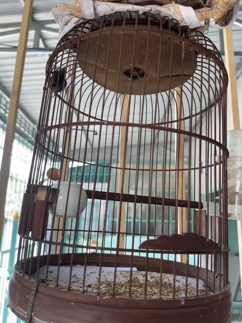 Chim Hút Mật 7m chuyền 3 mùa. Mua bán Chim tại Huyện Tịnh Biên An Giang được đăng bởi Tuan Nguyen hình 1