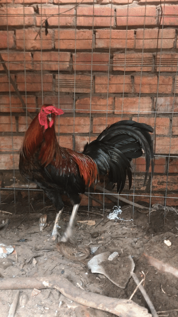Gà chọi trên 2kg trên 8 tháng. Mua bán Gà tại Huyện Mang Thít Vĩnh Long được đăng bởi Hưng Quoc hình 1