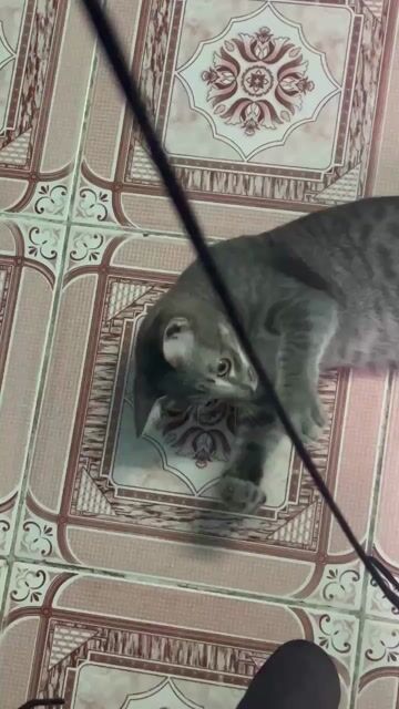 Hiện em còn 3 bé 1 nhỏ 2 lớn đã sổ giun và tiêm. Mua bán Mèo tại Quận Bình Tân Tp Hồ Chí Minh được đăng bởi Lâm Thanh Thảo hình 1