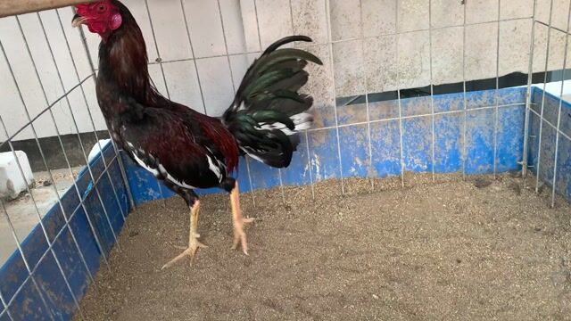 Đều cuban mỹ trạng chơi 1kg4. Mua bán Gà tại Thành phố Sa Đéc Đồng Tháp được đăng bởi Thái Lê hình 1