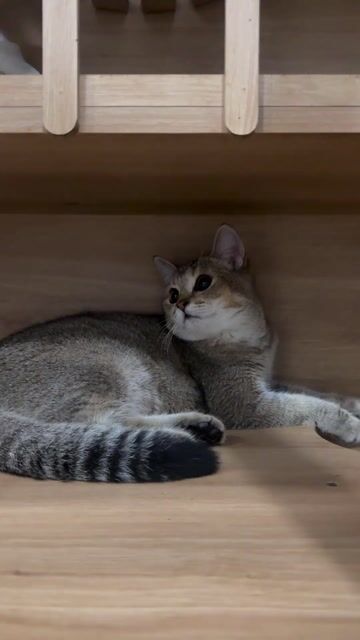 Tìm nhà mới cho bé golden ny25 đực. Mua bán Mèo tại Quận 7 Tp Hồ Chí Minh được đăng bởi Louis Le  hình 1