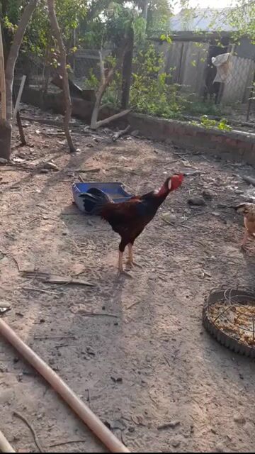 Gà nòi trống. Mua bán Gà tại Huyện Gò Dầu Tây Ninh được đăng bởi Phu Nguyen hình 1