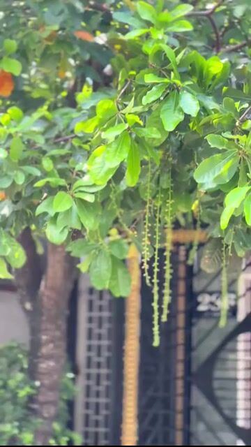 satria máy rin êm siêu chất. Mua bán Xe máy tại Quận Thanh Khê Đà Nẵng được đăng bởi Ku Tý hình 1