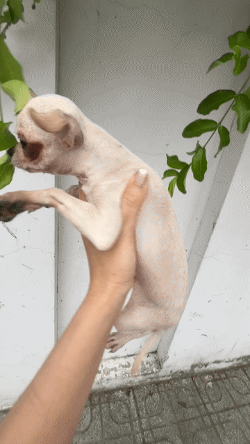 🍒🍒CHIHUAHUA MINI (BOY) - ĐẦU TÁO THUẦN - BOY🍒🍒. Mua bán Chó tại Huyện Hóc Môn Tp Hồ Chí Minh được đăng bởi SIÊU PET SG UY TÍN  hình 1