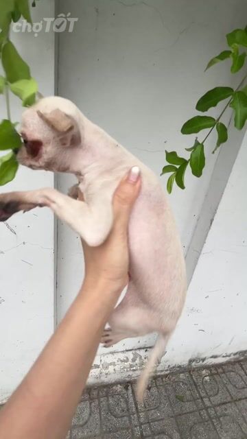 🍒🍒CHIHUAHUA MINI (BOY) - ĐẦU TÁO THUẦN - BOY🍒🍒. Mua bán Chó tại Huyện Hóc Môn Tp Hồ Chí Minh được đăng bởi SIÊU PET SG UY TÍN  hình 1