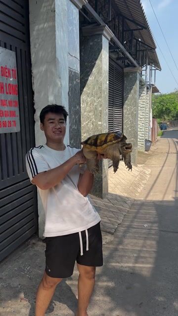Rùa cá sấu comon sz30. Mua bán Thú cưng khác tại Thành phố Biên Hòa Đồng Nai được đăng bởi Quang thành hình 1