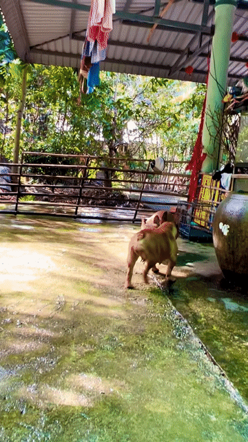 1 cặp Bull  đực cái hơn 1 tuổi. Mua bán Chó tại Huyện Trà Ôn Vĩnh Long được đăng bởi Thanh tùng  hình 1