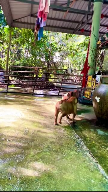 1 cặp Bull  đực cái hơn 1 tuổi. Mua bán Chó tại Huyện Trà Ôn Vĩnh Long được đăng bởi Thanh tùng  hình 1