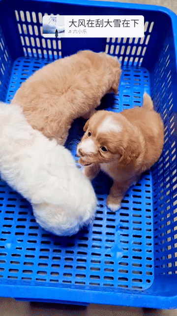 kiếm sen cho fox sóc, poodle, fox hưu. Mua bán Chó tại Quận Hoàng Mai Hà Nội được đăng bởi ben hình 1