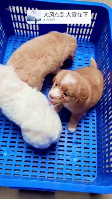 kiếm sen cho fox sóc, poodle, fox hưu. Mua bán Chó tại Quận Hoàng Mai Hà Nội được đăng bởi ben hình 1