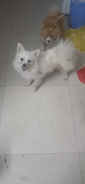 Chó Poodle cái màu Trắng. Mua bán Chó tại Quận Bắc Từ Liêm Hà Nội được đăng bởi Lanh Hoang hình 1