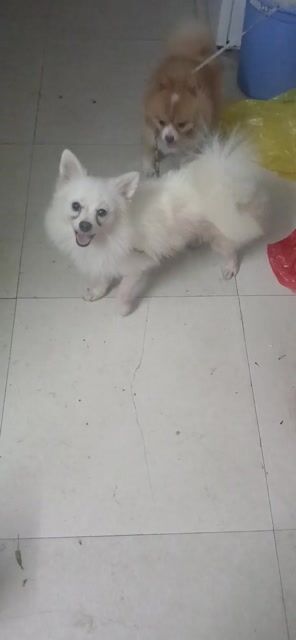 Chó Poodle cái màu Trắng. Mua bán Chó tại Quận Bắc Từ Liêm Hà Nội được đăng bởi Lanh Hoang hình 1