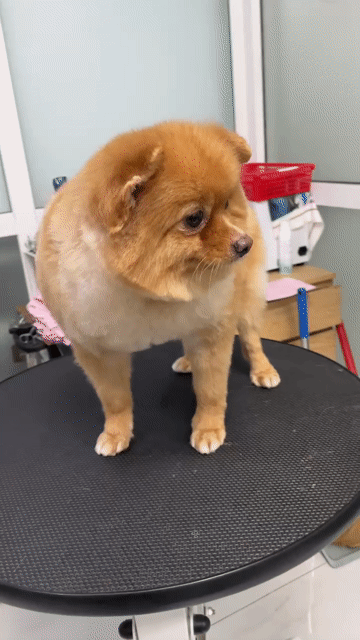 Chó Pom (Phốc Sốc). Mua bán Chó tại Thành phố Biên Hòa Đồng Nai được đăng bởi Aloan hình 1