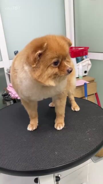 Chó Pom (Phốc Sốc). Mua bán Chó tại Thành phố Biên Hòa Đồng Nai được đăng bởi Aloan hình 1