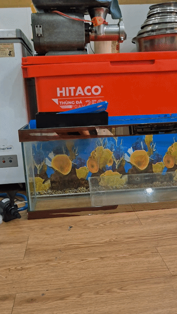 Bể cá cảnh 1m x 40cm x 20cm. Mua bán Phụ kiện, Thức ăn, Dịch vụ tại Quận 6 Tp Hồ Chí Minh được đăng bởi Phuphamhongphu hình 1