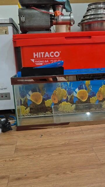 Bể cá cảnh 1m x 40cm x 20cm. Mua bán Phụ kiện, Thức ăn, Dịch vụ tại Quận 6 Tp Hồ Chí Minh được đăng bởi Phuphamhongphu hình 1