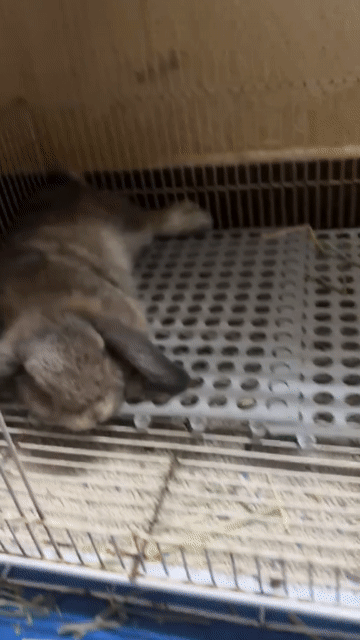 Thỏ Holland Lop ( Tai Cụp). Mua bán Thú cưng khác tại Thành phố Thủ Đức Tp Hồ Chí Minh được đăng bởi nguyen nguyen hình 1
