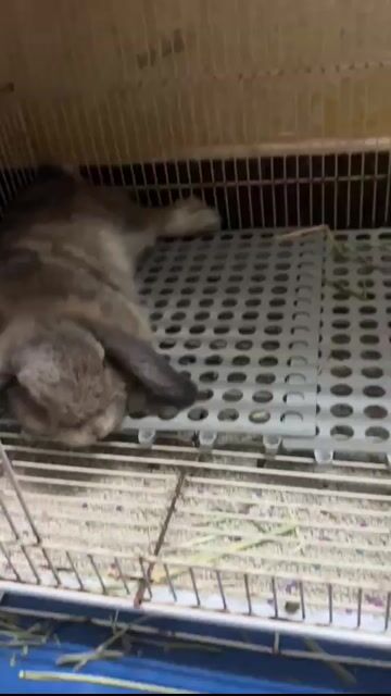 Thỏ Holland Lop ( Tai Cụp). Mua bán Thú cưng khác tại Thành phố Thủ Đức Tp Hồ Chí Minh được đăng bởi nguyen nguyen hình 1