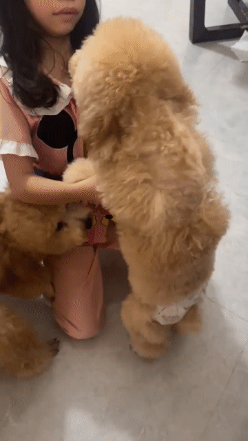 Chó Poodle 1 tuổi Nâu. Mua bán Chó tại Quận 12 Tp Hồ Chí Minh được đăng bởi MrKai hình 1