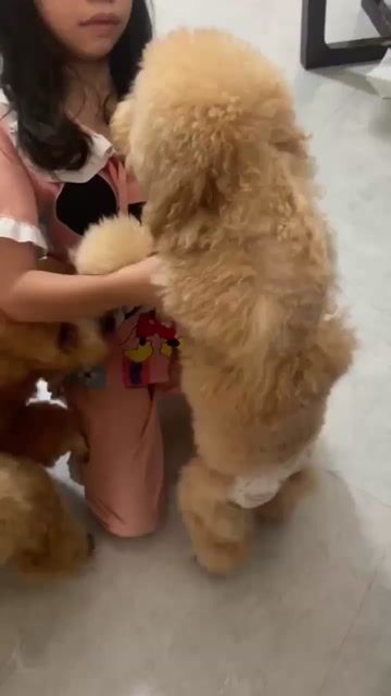 Chó Poodle 1 tuổi Nâu. Mua bán Chó tại Quận 12 Tp Hồ Chí Minh được đăng bởi MrKai hình 1