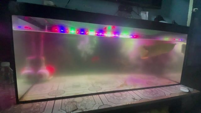 Cá Ngân long Abino khỏe mạnh. Mua bán Thú cưng khác tại Huyện Nhà Bè Tp Hồ Chí Minh được đăng bởi Trần Thị Trúc Linh hình 1