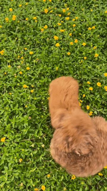 Chó Poodle cái hơn 3 tháng màu Nâu. Mua bán Chó tại Quận Hải An Hải Phòng được đăng bởi Đỗ Hoài Nam hình 1