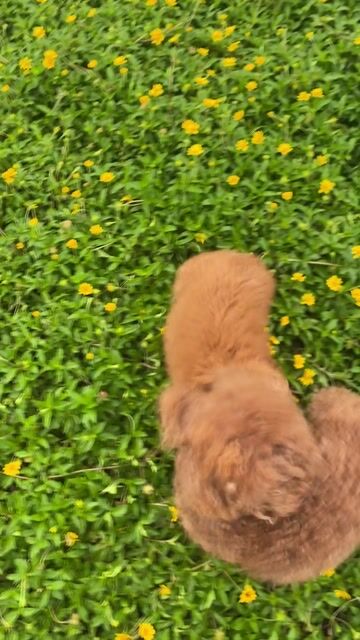Chó Poodle cái hơn 3 tháng màu Nâu. Mua bán Chó tại Quận Hải An Hải Phòng được đăng bởi Đỗ Hoài Nam hình 1