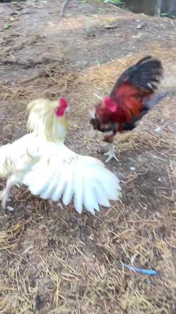 bướm lắc mặc. Mua bán Gà tại Huyện Càng Long Trà Vinh được đăng bởi Nguyễn an hình 1