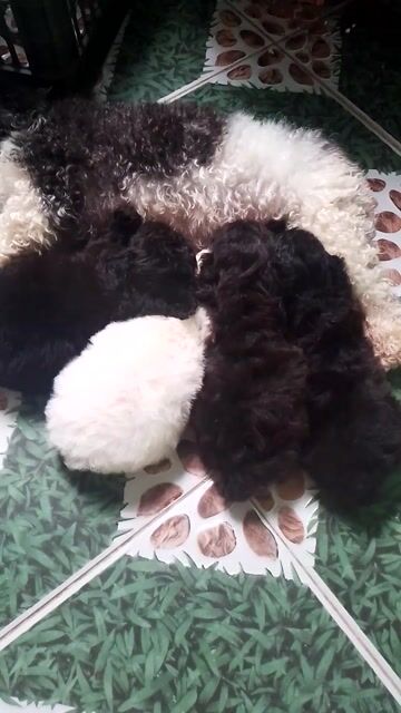 Chó Poodle tiny đực cái. Mua bán Chó tại Huyện Gò Công Đông Tiền Giang được đăng bởi Cương Nguyễn hình 1