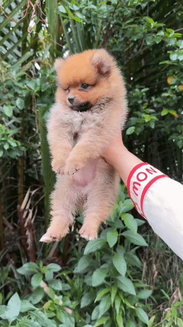 Chó Poodle Tiny cái 2-3 tháng. Mua bán Chó tại Quận Bình Thuỷ Cần Thơ được đăng bởi Nhi Nguyễn poodle cần thơ  hình 1