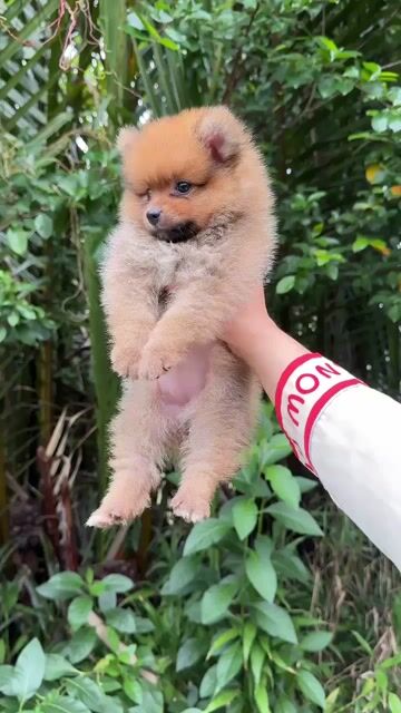 Chó Poodle Tiny cái 2-3 tháng. Mua bán Chó tại Quận Bình Thuỷ Cần Thơ được đăng bởi Nhi Nguyễn poodle cần thơ  hình 1