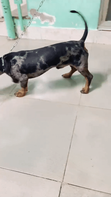 Chó lạp xưởng đực 1 tuổi màu đen đốm. Mua bán Chó tại Quận 12 Tp Hồ Chí Minh được đăng bởi Gia Linh hình 1