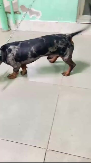Chó lạp xưởng đực 1 tuổi màu đen đốm. Mua bán Chó tại Quận 12 Tp Hồ Chí Minh được đăng bởi Gia Linh hình 1