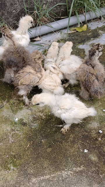 Gà cảnh Silkies  hơn 1 tháng. Mua bán Gà tại Huyện Đức Hòa Long An được đăng bởi trantu hình 1