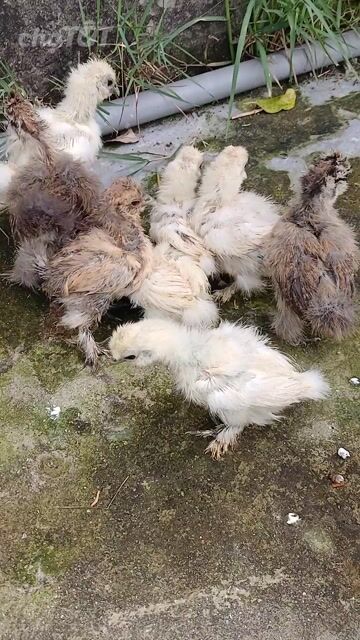 Gà cảnh Silkies  hơn 1 tháng. Mua bán Gà tại Huyện Đức Hòa Long An được đăng bởi trantu hình 1