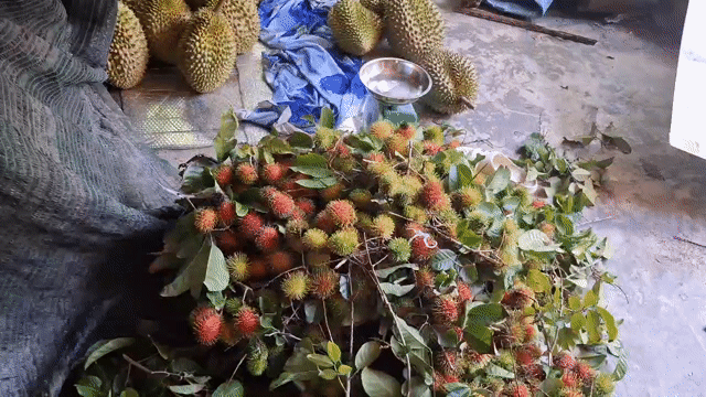 Sầu riêng Vĩnh Long Nguyên trái Sạch. Mua bán Đồ ăn, thực phẩm và các loại khác tại Quận Ninh Kiều Cần Thơ được đăng bởi Phạm Hoàng Bách hình 1