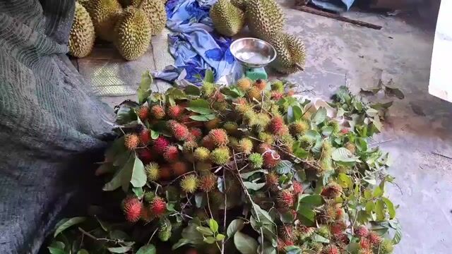Sầu riêng Vĩnh Long Nguyên trái Sạch. Mua bán Đồ ăn, thực phẩm và các loại khác tại Quận Ninh Kiều Cần Thơ được đăng bởi Phạm Hoàng Bách hình 1