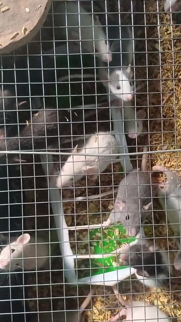 Chuột Rat Dumbo 2 tháng tuổi. Mua bán Thú cưng khác tại Huyện Hòa Thành Tây Ninh được đăng bởi Đào Mạnh  hình 1